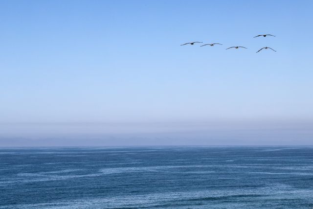 Pacific Perch - SUR115S 39